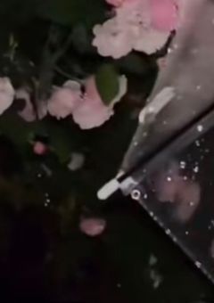  : 参 加 型 設 定  ཐིཋྀ  . 𓂃 ଓ     ․ 