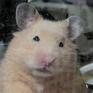 えりんちょさんのアイコン画像