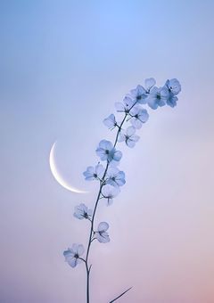 ねぇ、この花咲かなかったんだね。