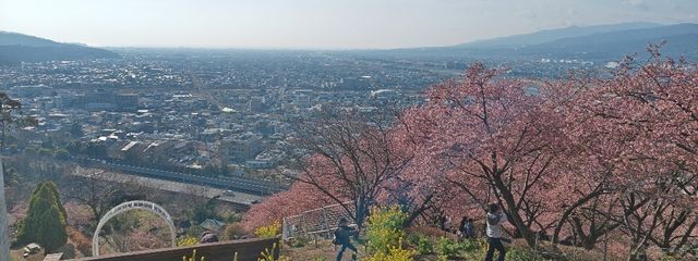 ひよこ🐤さんの壁紙画像