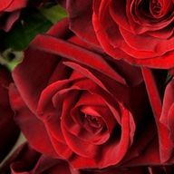 ニルさんのアイコン画像