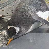 天鈴さんのアイコン画像