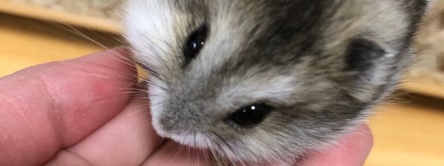 まめまめさんの壁紙画像