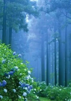 まいごの紫陽花達