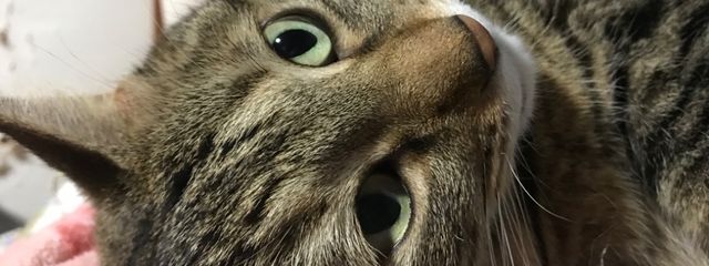 猫好きさんの壁紙画像