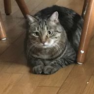 猫好きさんのアイコン画像