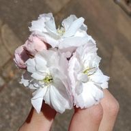 Ｆ.Ｓさんのアイコン画像