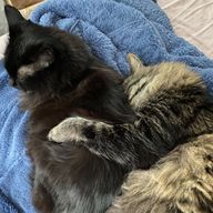 東風さんのアイコン画像