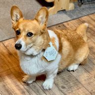 大型犬🐶🐾@最近野良犬になったさんのアイコン画像