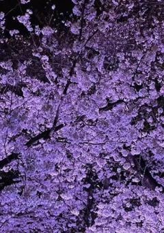 散らない桜は、誰かを奪う