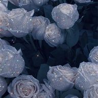 さくらさんのアイコン画像