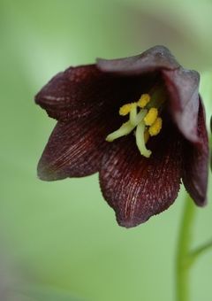 黒百合。最年少、最優秀なデスイーター