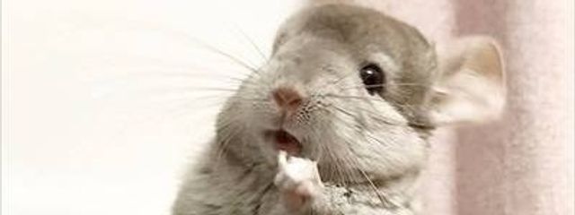 新月さんの壁紙画像