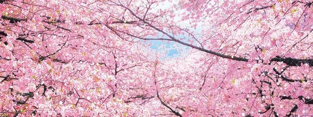 杷那さんの壁紙画像