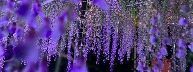 ソフィアさんの壁紙画像