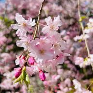 ソフィアさんのアイコン画像