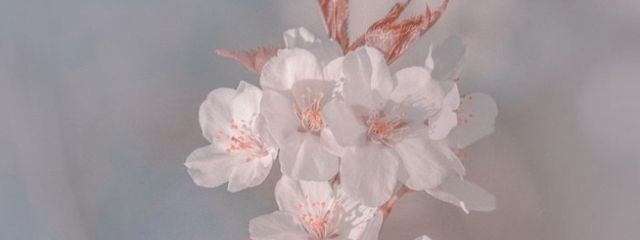 　　　蝶水　　ꫂ&nbsp;ၴႅၴ‪さんの壁紙画像