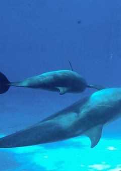 Ricoのふぁんくらぶ！