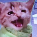ブランケット猫 @いつでも眠い