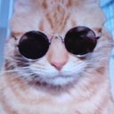 ハンター猫 @意外とノリいい