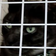 猫さんのアイコン画像