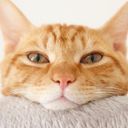 ソイヤー　#🐱💕