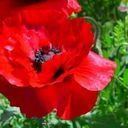 ポピー　#プロトタイプ絶許