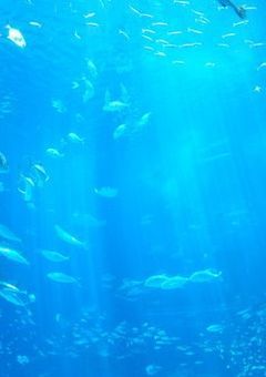 水族館のマイペースと料理好き