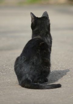 猫個性の女の子過保護な奴らに保護される