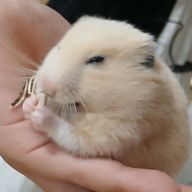 れあさんのアイコン画像