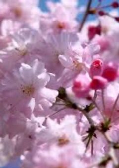 桜の呼吸を使う柱は最強で不死川実弥の幼なじみでした！