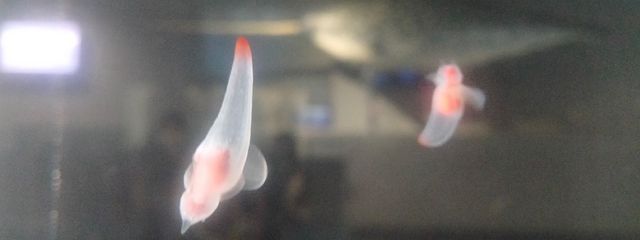 立花【クリオネ】@居候してます・低浮上さんの壁紙画像