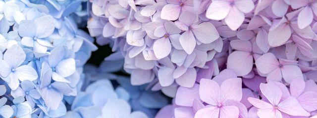 深澤あおい＠更新停止中さんの壁紙画像