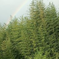 推しを妄想世界にブチこみたいさんのアイコン画像