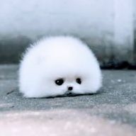 わたあめ🫧‪🎀🌷 フォロバ100%さんのアイコン画像