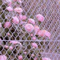 有機るいぼす。(わたあめ♪)さんのアイコン画像