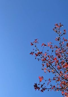 　カワイイ『　恋　』