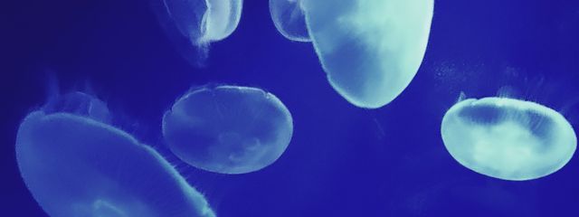 リヒトさんの壁紙画像