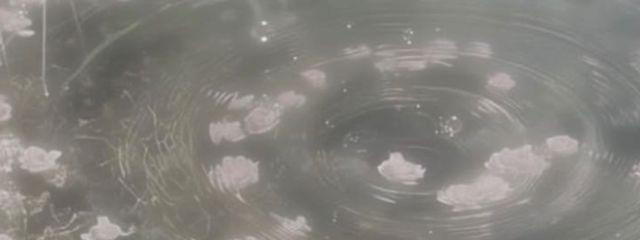  玖 羽 羅   美 月 さんの壁紙画像