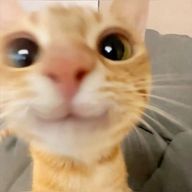 치즈냥さんのアイコン画像