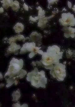 「次の主様が来るのに私なんかに命かけないで」と言ってみた