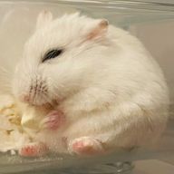 hamu.hamu8686さんのアイコン画像