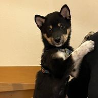 ぱんだ🐼さんのアイコン画像