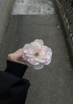     Bloom