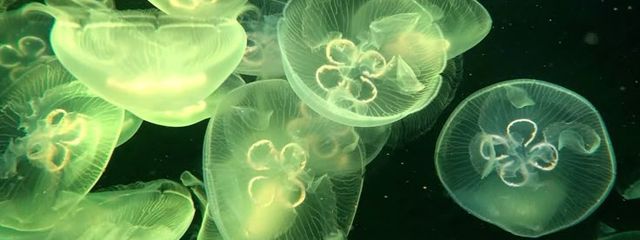 宮瀬さんの壁紙画像