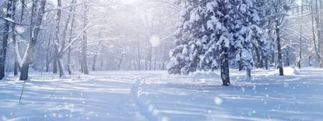  月白 雪兎さんの壁紙画像