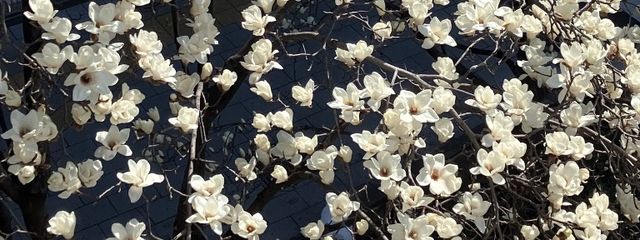 kalanchoeさんの壁紙画像