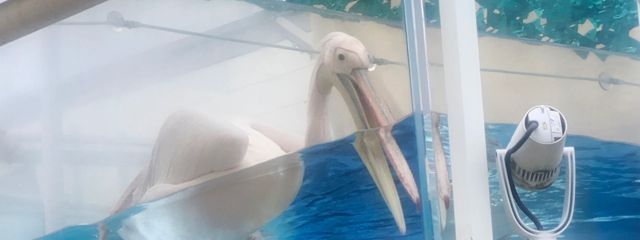 にゃも さんの壁紙画像