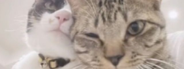 莉衣さんの壁紙画像
