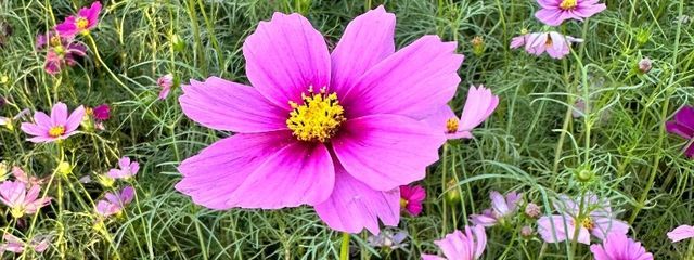 カンヒュ大好き人間！さんの壁紙画像